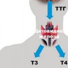 Анализ крови на гормоны щитовидной железы: расшифровка и правила сдачи